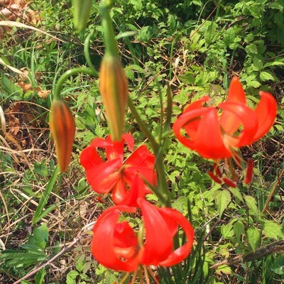轮叶百合山丹丹花种球卷丹百合苗百合种根耐寒稀有庭院阳台观赏