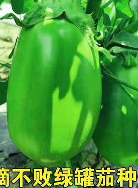 高产绿茄子种子四季蔬菜种子青茄子绿皮耐寒春季秋季蔬菜种子