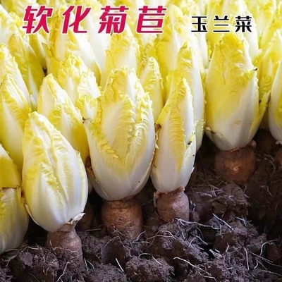 新鲜现挖现发盆栽欧洲软化菊苣根