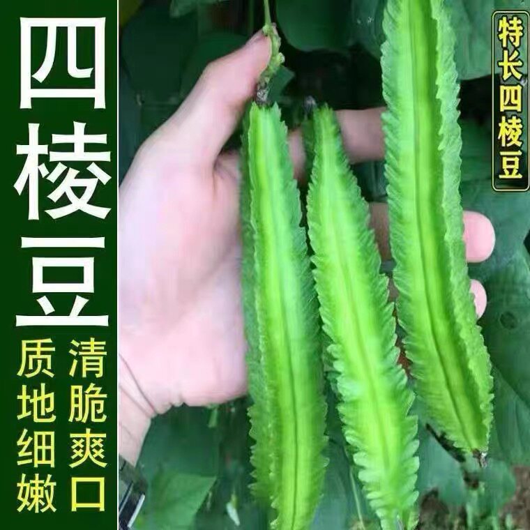 四棱豆种子龙豆棱豆角皇帝豆