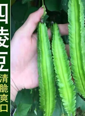 海南特色四棱豆种子春季四季庭院杨桃豆翼豆种籽豆角四角豆蔬菜孑
