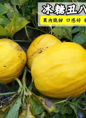 丑八怪香瓜种子香味浓瓜肉脆甜黄金蜜冰糖甜庭院地栽盆栽香瓜种子