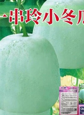 高产一串铃冬瓜种子四季白皮小冬瓜蔬菜种籽粉皮庭院菜园阳台垂吊