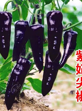 紫皮辣椒种子紫妃黑辣椒种子黑色美人椒微辣高产四季阳台盆栽种植