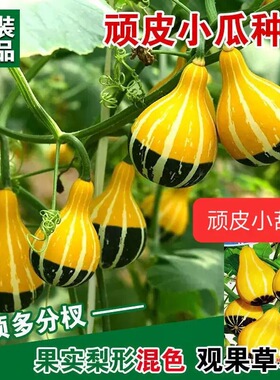 顽皮葫芦种子小葫芦种子四季播观果植物观赏玩具南瓜蔬菜种籽5粒