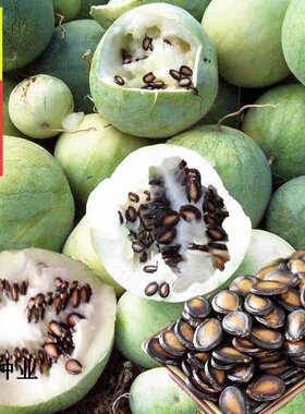 新疆大颗粒打瓜种子产籽西瓜种子打瓜种子高产抗病瓜子籽实肥美