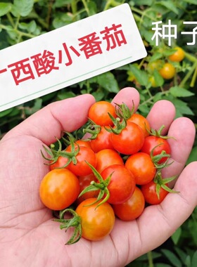 贵州广西野生水果小番茄种子小西红柿酸汤原料籽野生毛辣果新种子
