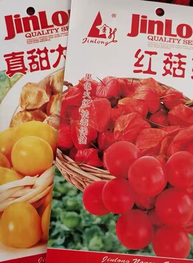 东北甜红姑娘黄姑娘种子灯笼果种籽阳台盆栽浆果甜菇凉果水果种子