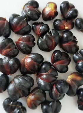 正宗龙牙百合药用百合黑籽百合种子高产