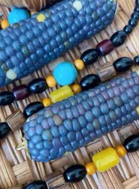 云南西双版纳蓝糯玉米种子特色种子可以自留种阳台盆栽甜玉米新品