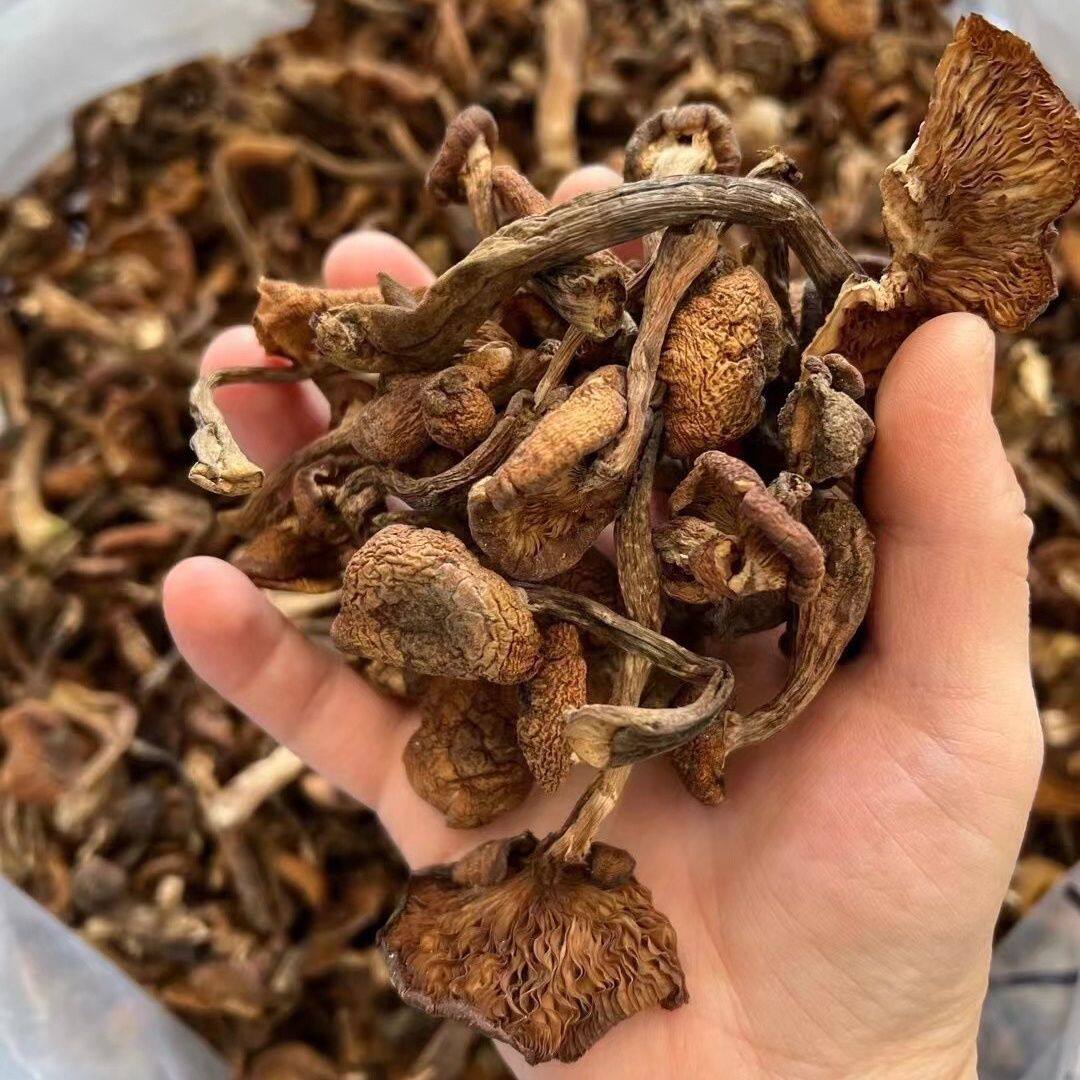 无干燥剂东北新货榛蘑小