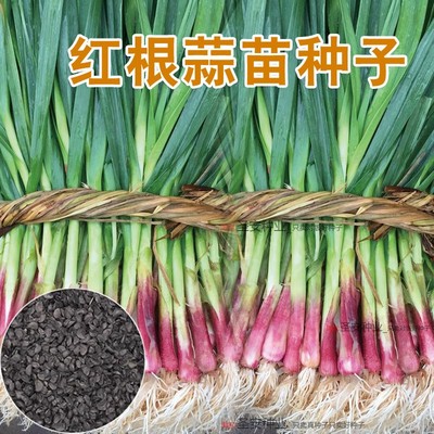 四季播种原装正品宽叶蒜苗种子