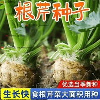 地中海根芹種子球莖芹菜四季春秋冬陽臺(tái)盆栽種植蔬菜種孑芹菜種籽