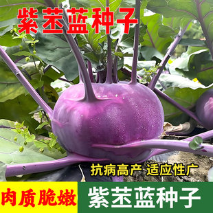 紫苤兰种子青苤蓝种籽蔬菜种子大全水果甘蓝芥兰头栽培球茎新种子