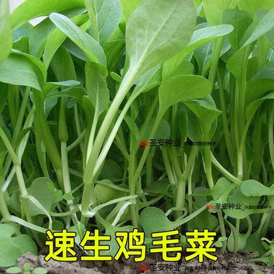 鸡毛菜种子种籽四季小白菜
