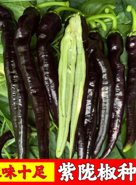 紫陇椒种子早熟辣椒种子紫色螺丝椒种子蔬菜种子大全新种黑色辣椒