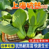 绿娜青梗菜抗热605青菜种子上海青小白菜种籽阳台盆栽蔬菜种子孑