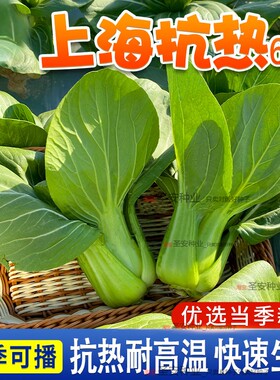 绿娜青梗菜抗热605青菜种子上海青小白菜种籽阳台盆栽蔬菜种子孑