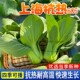 绿娜青梗菜抗热605青菜种子上海青小白菜种籽阳台盆栽蔬菜种子孑