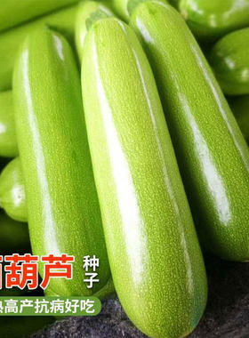 西葫芦种子四季阳台角瓜耐寒早青一代高产青瓜蔬菜种子大全小瓜