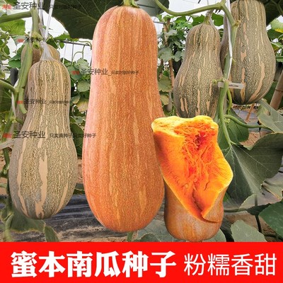 金蜜本南瓜种子密本南瓜秘本正品蔬菜籽四季春夏秋季大果高产香甜