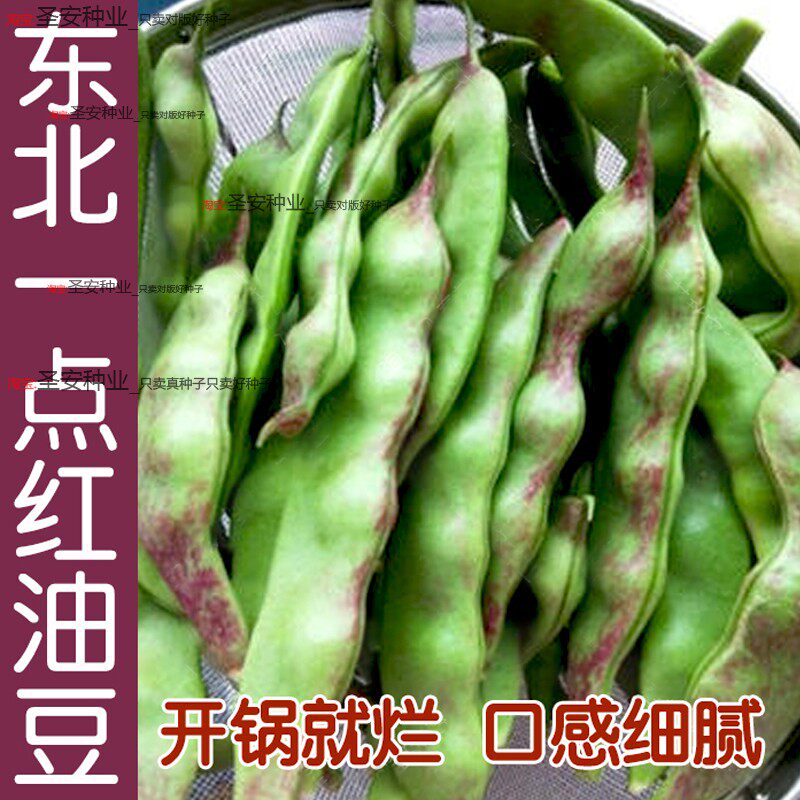 将军东北油豆角种籽大全软面豆角种子春秋季播蔬菜大田高产豇豆孑图片