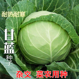 早熟京丰一号甘蓝种籽菜农用包菜种子一代杂交高产大头菜耐热耐寒