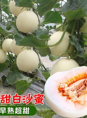 正宗特大白沙蜜甜瓜种籽原装正品香瓜种子早熟高产四季大果型四季