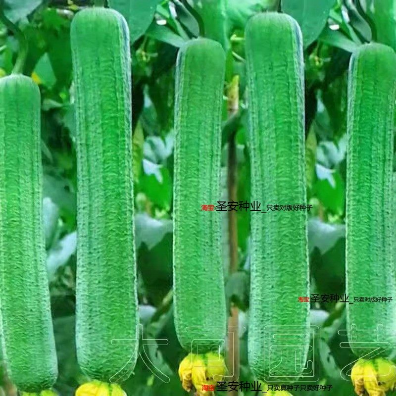 正品清香大肉丝瓜种子早熟高产耐热耐寒四季阳台庭院蔬菜种子籽孑,鲜花速递/花卉仿真/绿植园艺,家庭园艺种子,淘宝优惠券,粉丝福利购,淘宝优惠卷