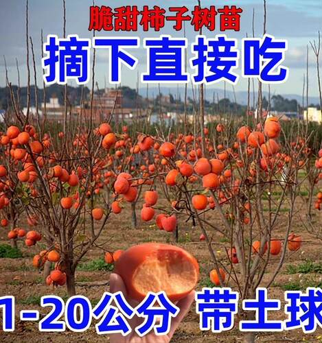 脆甜柿子树苗特大带土南方