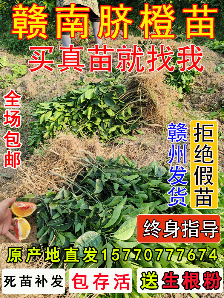 江西赣南脐橙苗嫁接纽荷尔橙子苗卡拉红肉血橙脐橙树苗果树苗