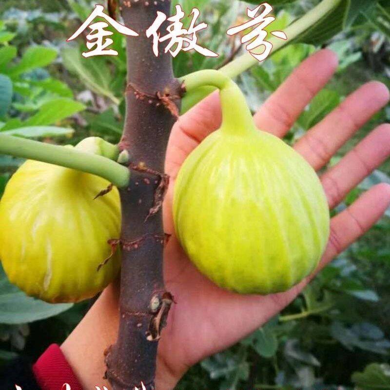 特大耐寒金傲芬无花果苗 黄色大果 无花果果树苗盆栽地栽南北种植