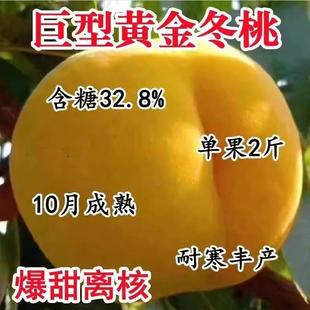 晚熟黄桃树果苗嫁接新品种桃树苗特大脆甜冬桃苗南北方种植桃子苗