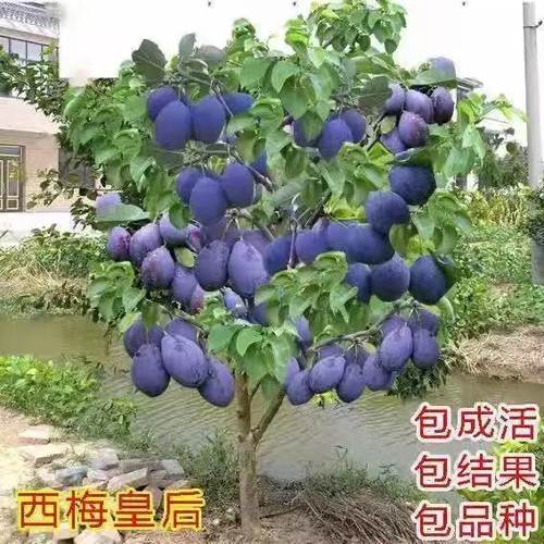 西梅树苗盆栽结果嫁接新品
