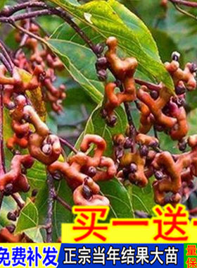 拐枣树苗万寿果鸡爪梨金