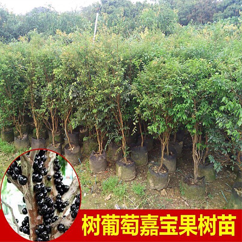 嘉宝果树苗沙巴四季早生台