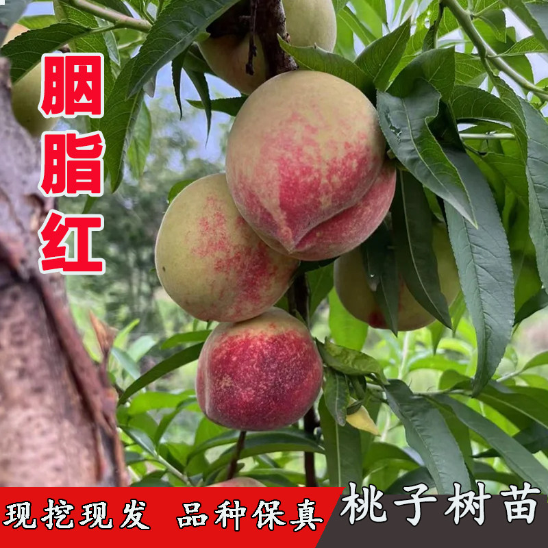 血桃树苗嫁接胭脂红血桃苗早熟红肉离核桃子树南方北方地栽果树苗