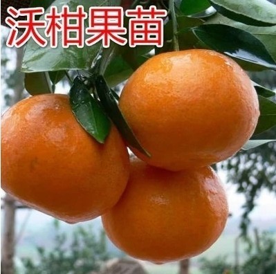 沃柑树苗无籽沃柑苗 091无核 香橙头钻木嫁接橘子苗盆栽地栽柑橘