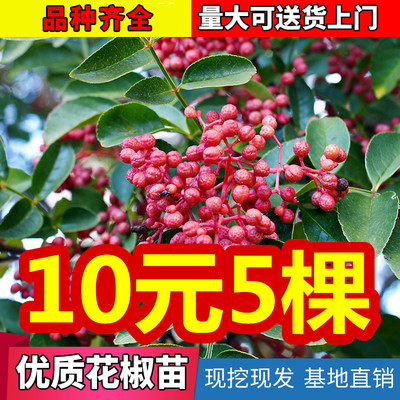 花椒苗树当年结果盆栽地食