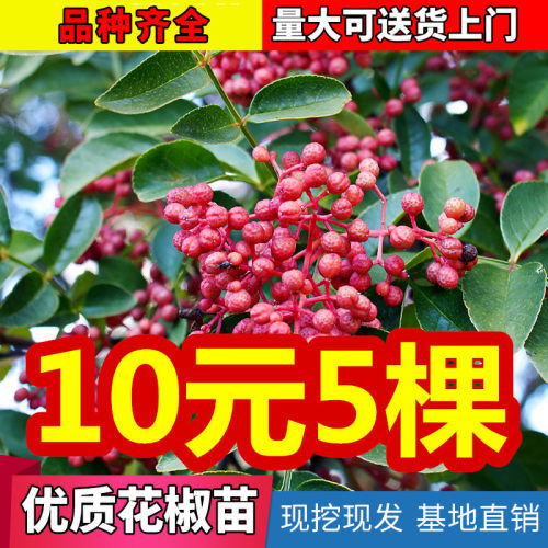 花椒苗树当年结果盆栽地食
