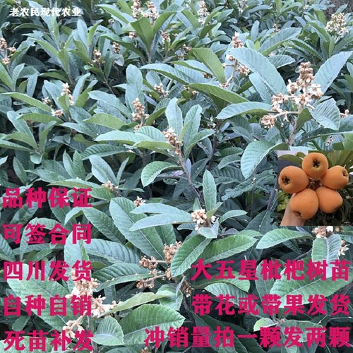 枇杷苗树嫁接特大五星无核