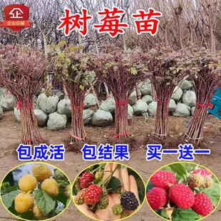树莓特大树莓苗覆盆子苗黄红树莓苗南方北方盆栽地栽果树果苗种植