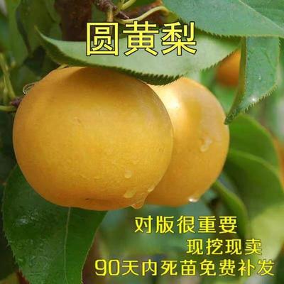 嫁接梨树苗圆黄盆栽地果
