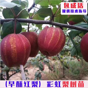 嫁接早酥红梨树苗特大彩虹梨树果苗脆甜红梨南方北方庭院盆栽地栽