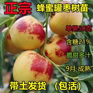 大甜枣树苗 蜂蜜罐枣苗 细脆味甜 嫁接枣树苗 南方北方种植果树苗