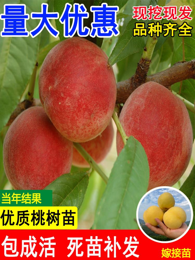 桃树果苗嫁接黄苖早熟特大