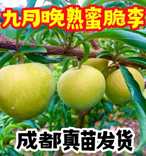 蜂糖李子树苗嫁接特大晚熟