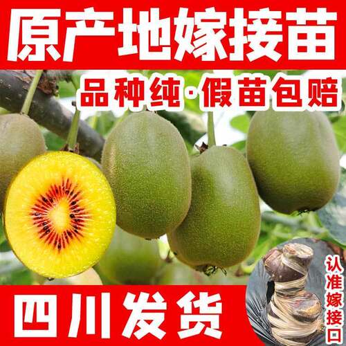 四川红心猕猴桃树苗软枣翠