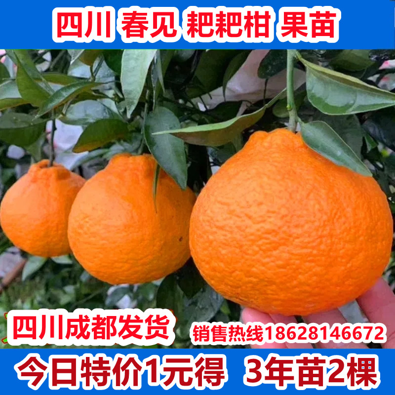 春见耙耙柑树苗桔子树苗嫁接苗丑桔苗当年结果丑八怪四川柑橘树苗
