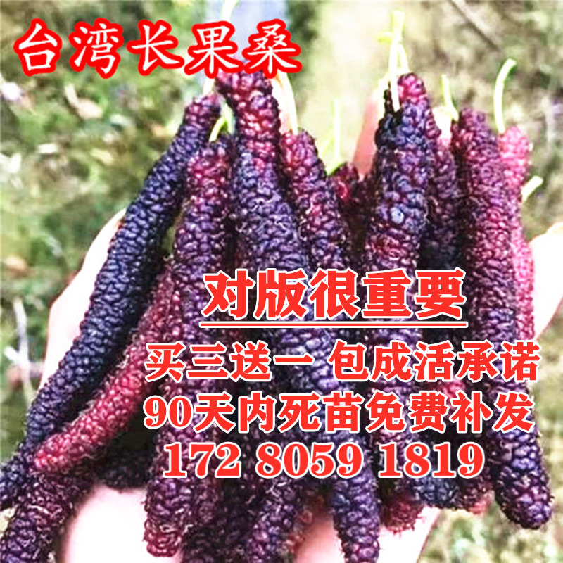 桑葚树苗当年结果食用 长果桑 无籽南方北方四季种植庭院盆栽地栽